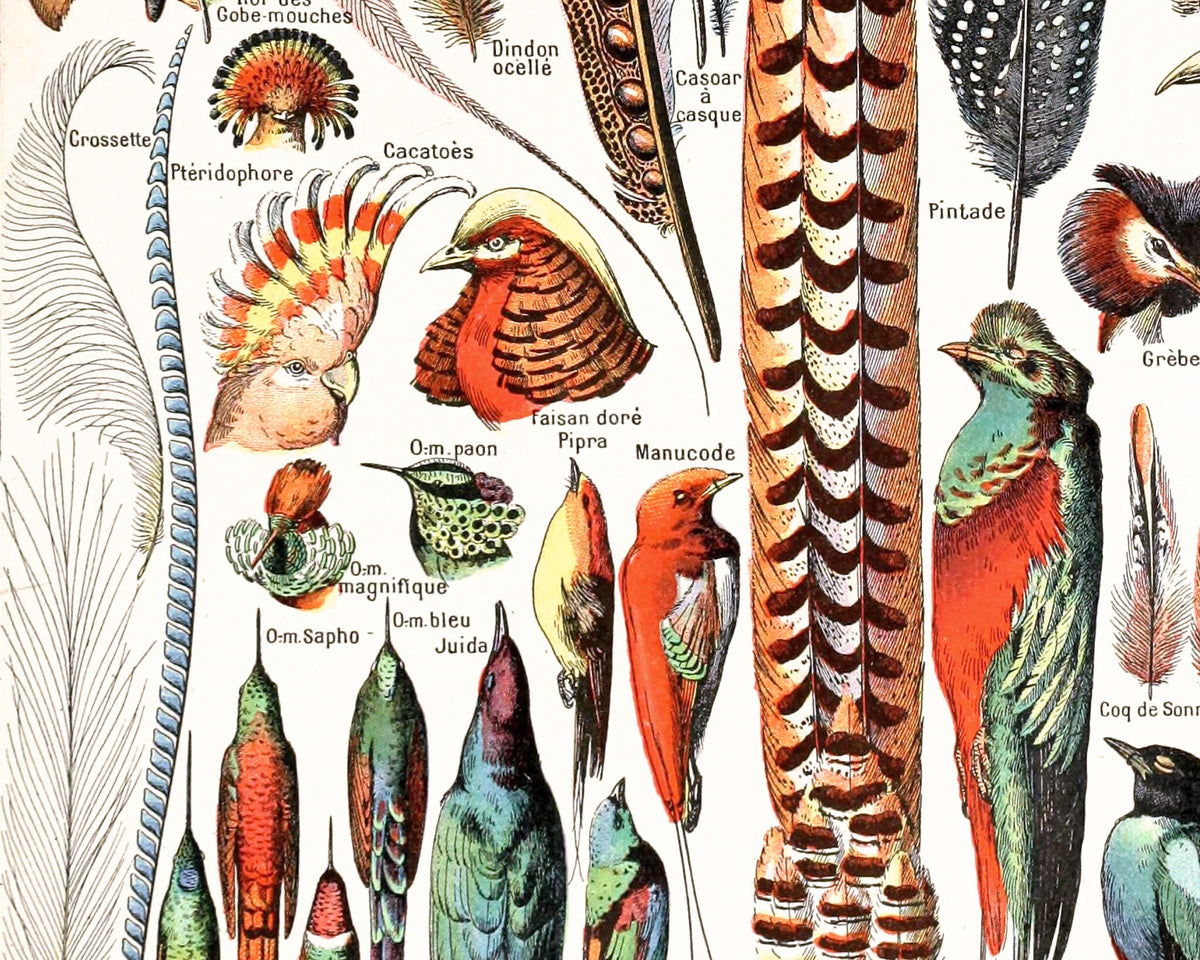 Feathers, from the Le Larousse Dictionary | 1909
