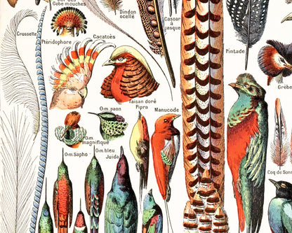 Feathers, from the Le Larousse Dictionary | 1909