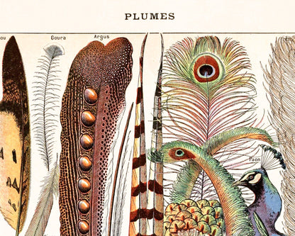 Feathers, from the Le Larousse Dictionary | 1909