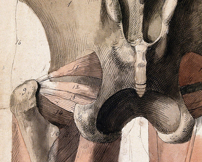 The Muscles and Bones of the Pelvis and Thighs | 1815