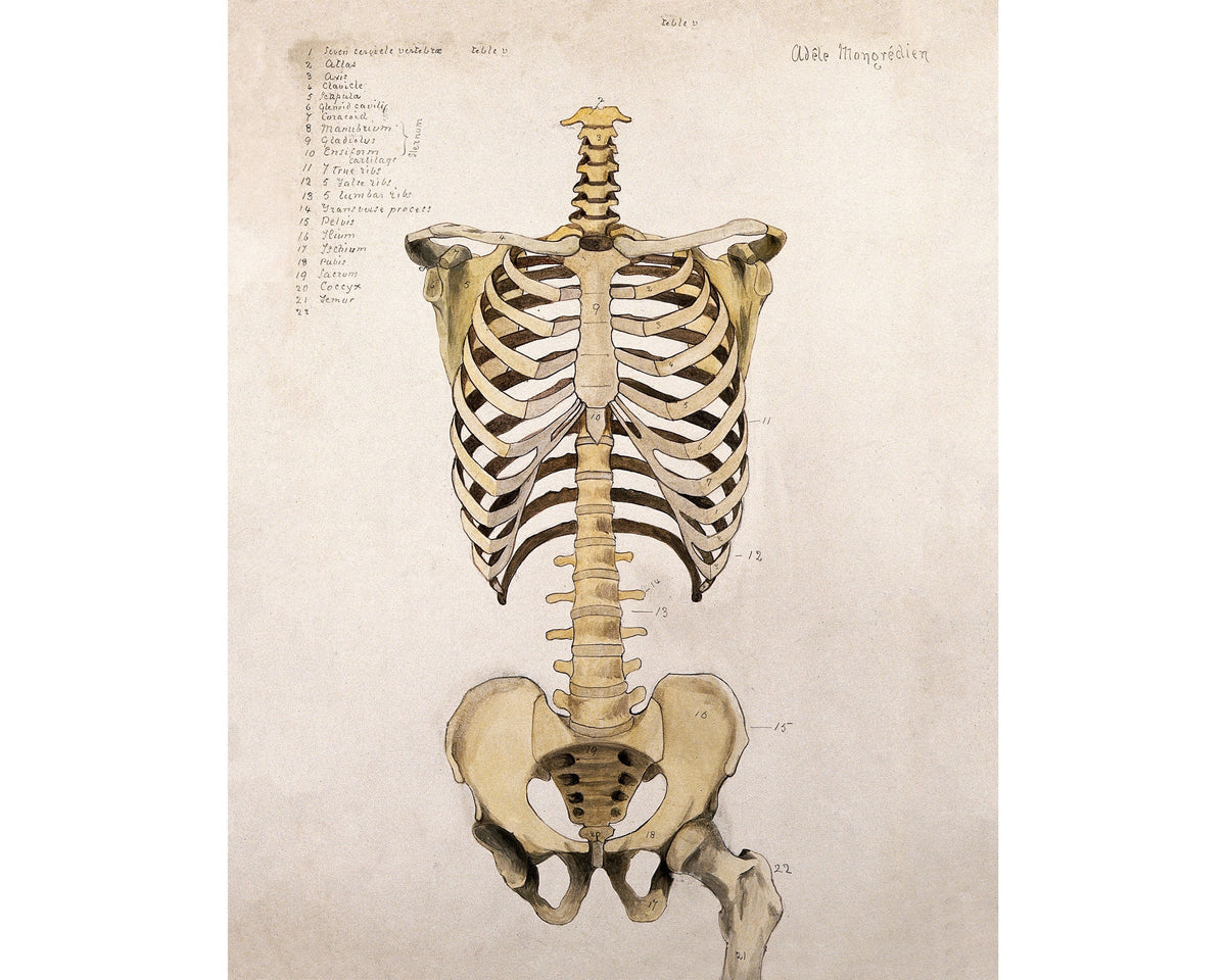 Bones of the Trunk and Pelvis: Front View | 1880