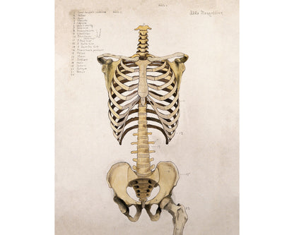 Bones of the Trunk and Pelvis: Front View | 1880