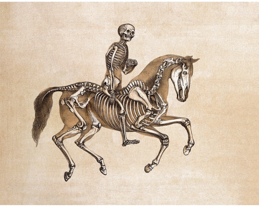 Human and Horse Skeleton | 1860