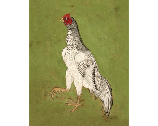 Rooster | 17th Century