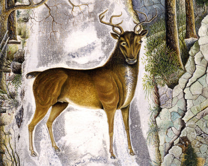 Stag at Echo Rock | 19th Century