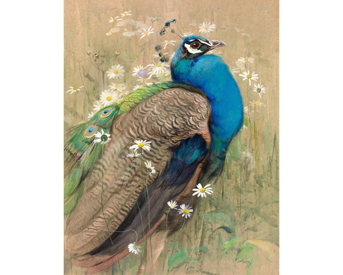 A Peacock and Marguerites | 1899