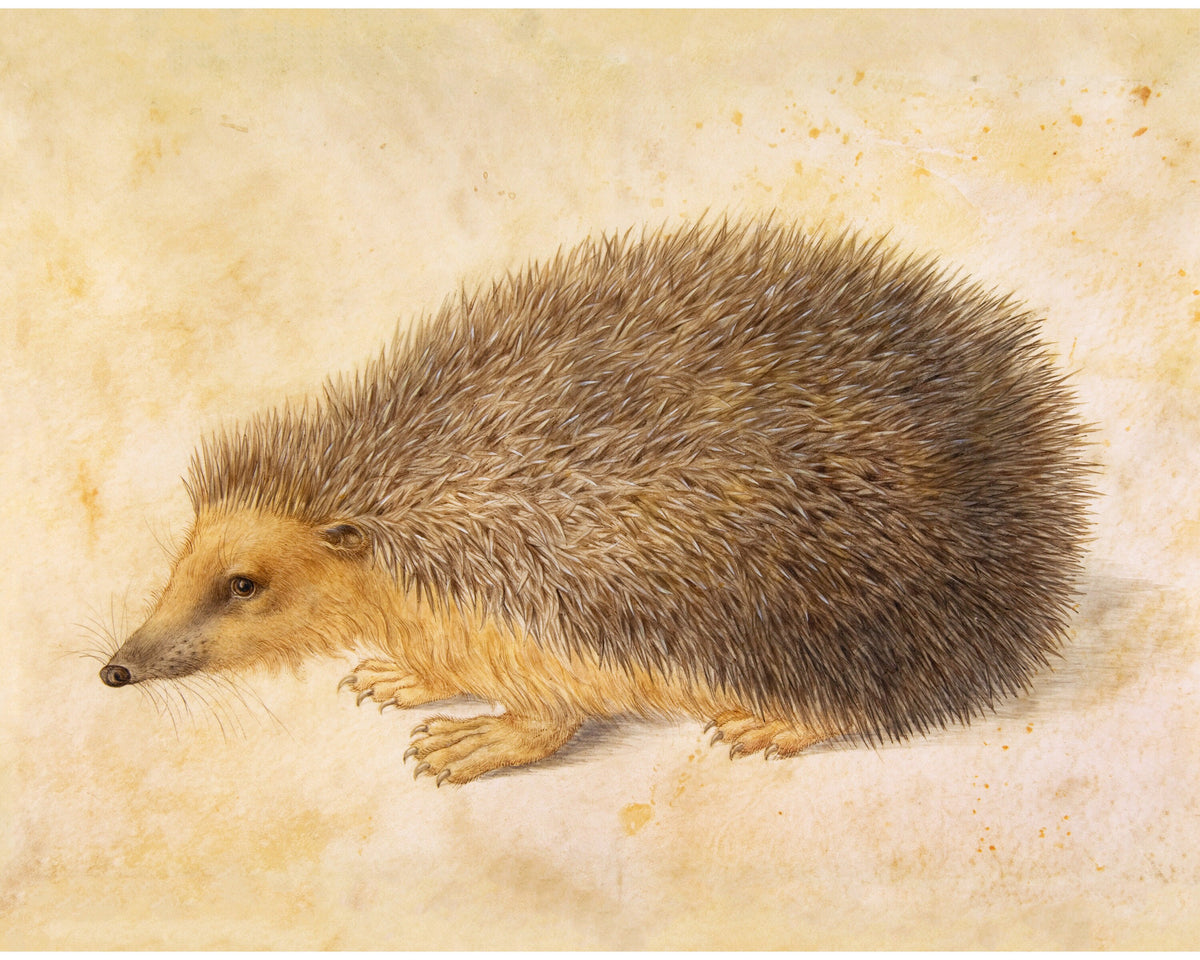 A Hedgehog | 1584