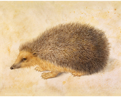 A Hedgehog | 1584