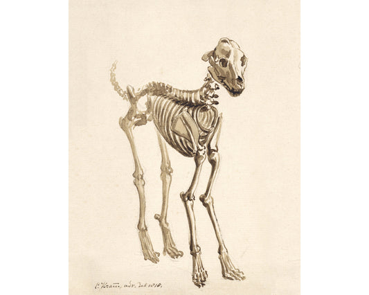Skeleton of a Dog | 1818
