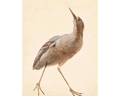 A Star Bittern | 18th Century