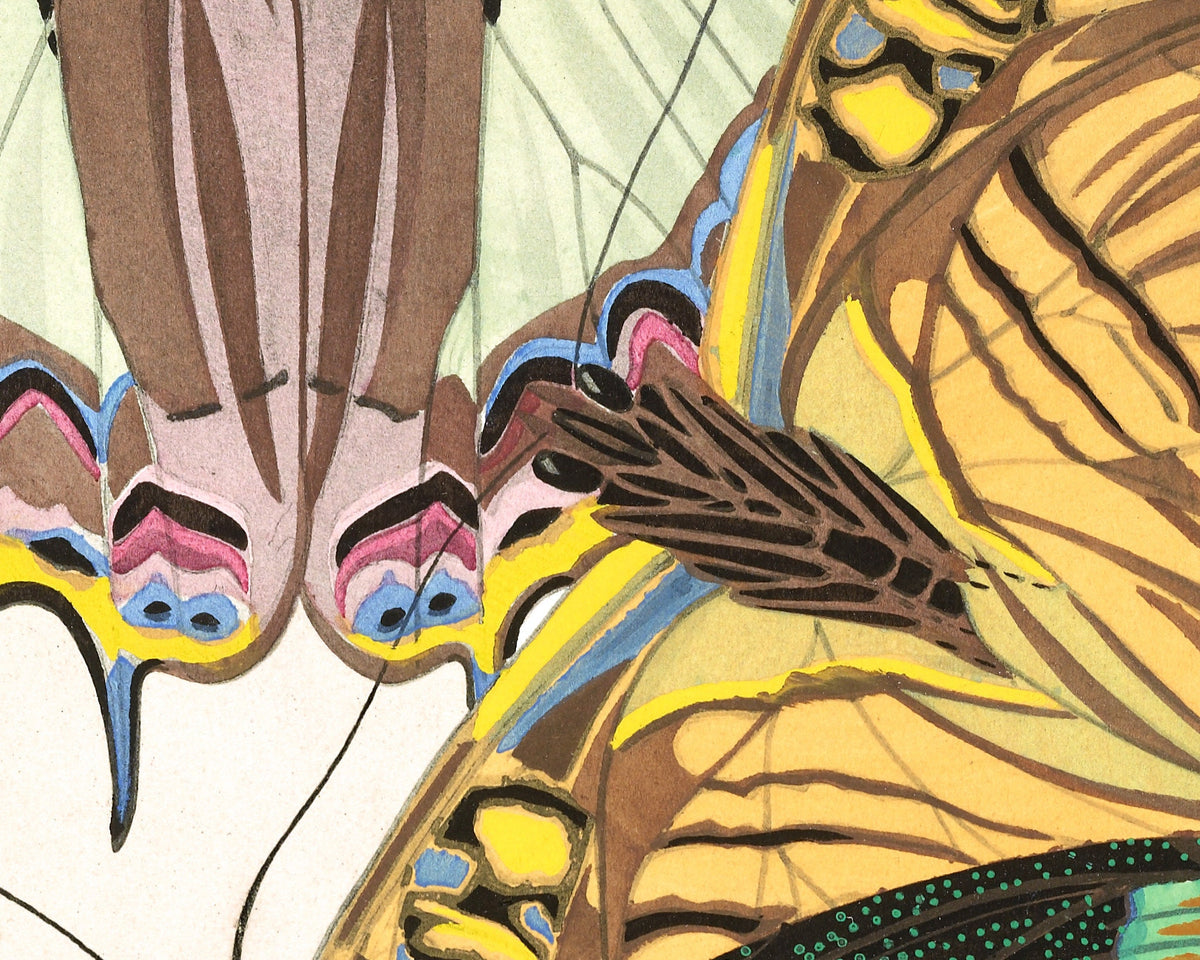 Butterflies | 1925