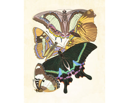 Butterflies | 1925