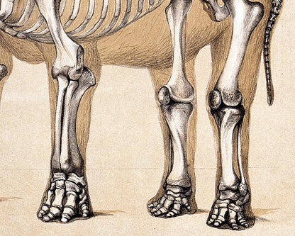 Human and Elephant Skeleton | 1860