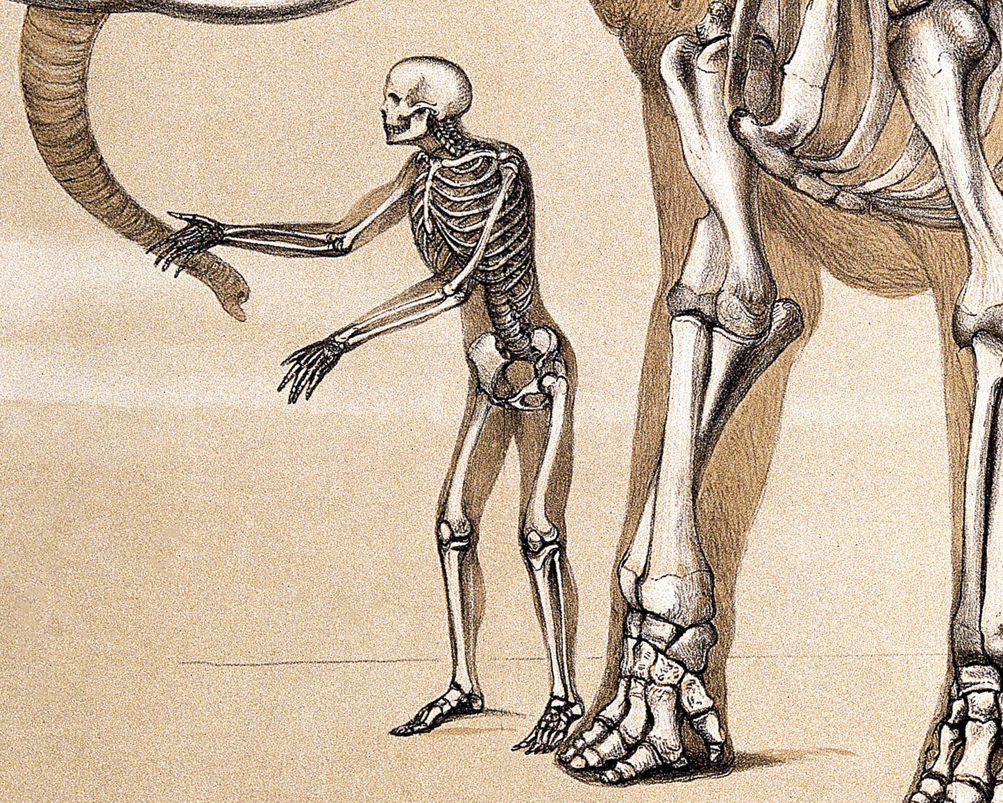 Human and Elephant Skeleton | 1860