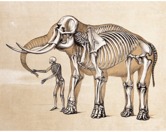 Human and Elephant Skeleton | 1860