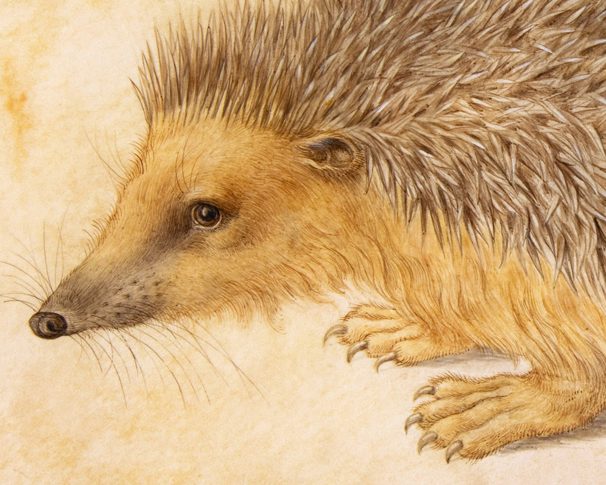 A Hedgehog | 1584