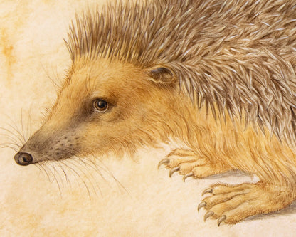 A Hedgehog | 1584