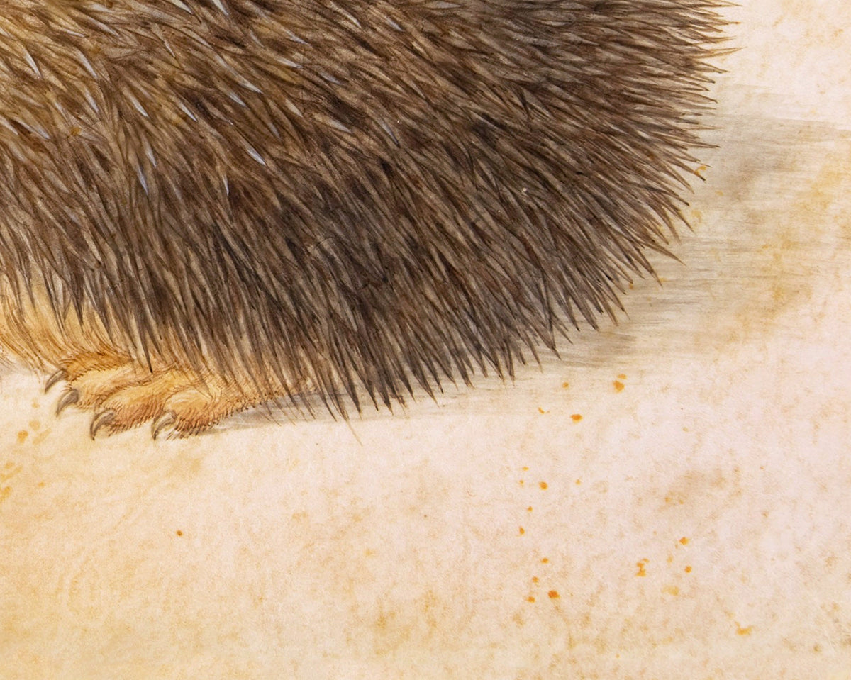 A Hedgehog | 1584