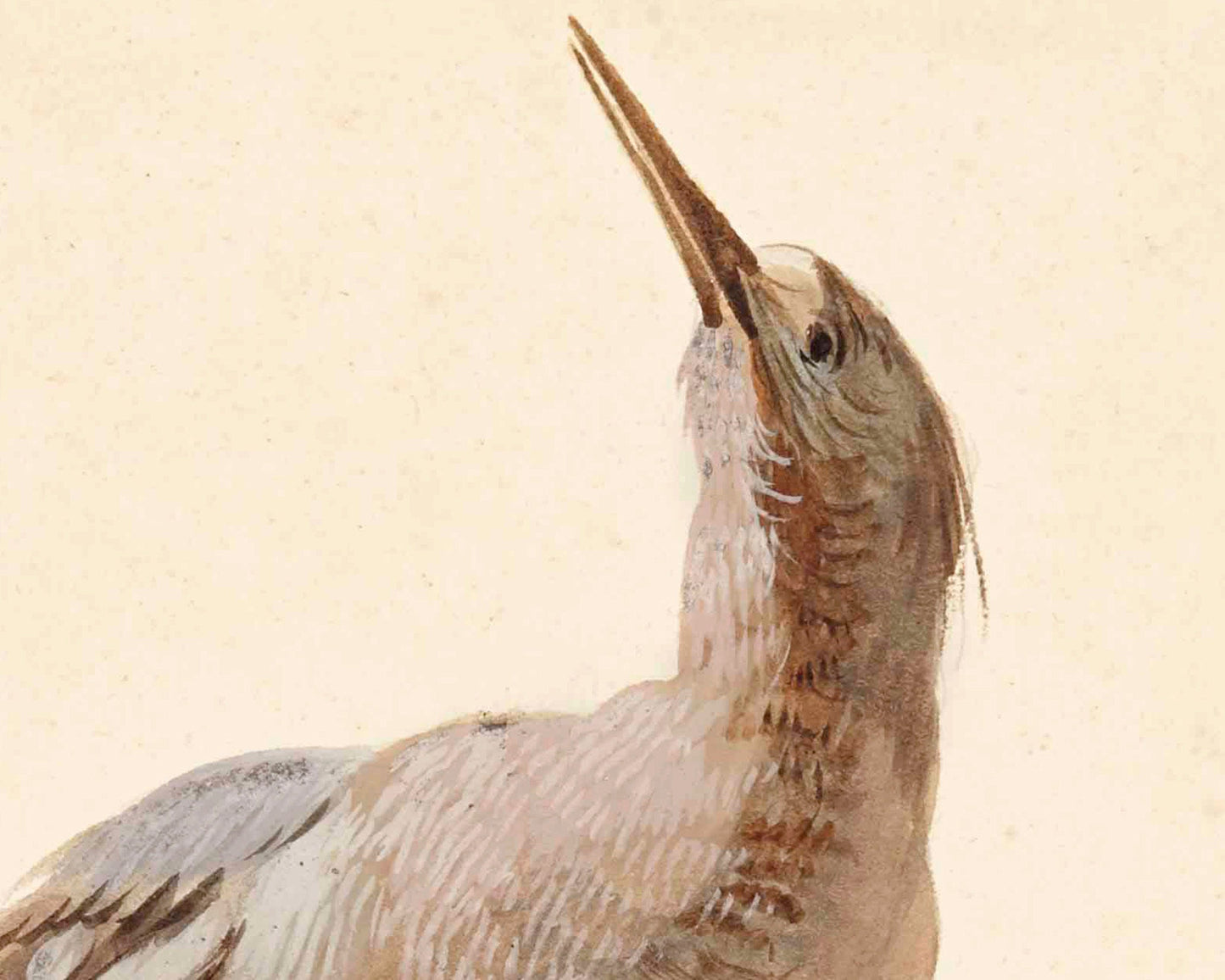 A Star Bittern | 18th Century