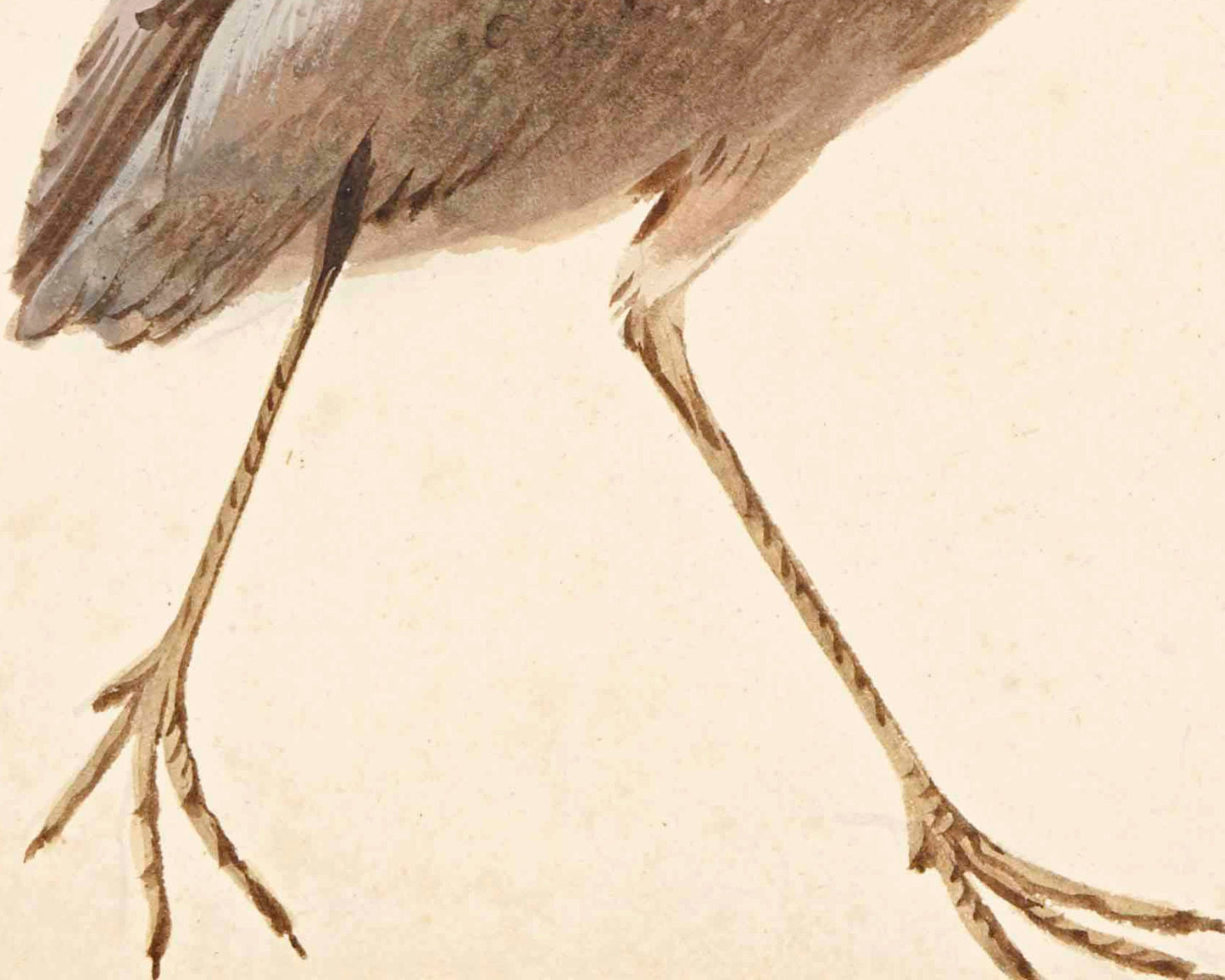 A Star Bittern | 18th Century