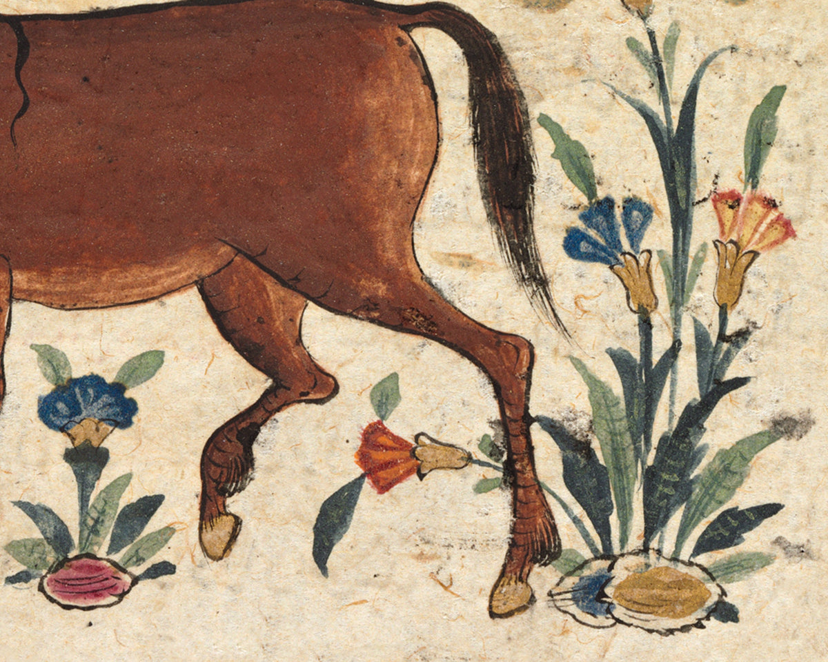 Donkey, from a Persian Manuscript | 15th c.