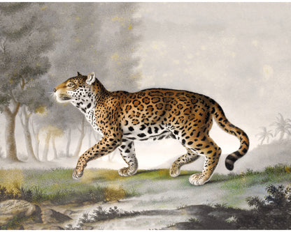 Great Panther, Quarter the Size | 1812