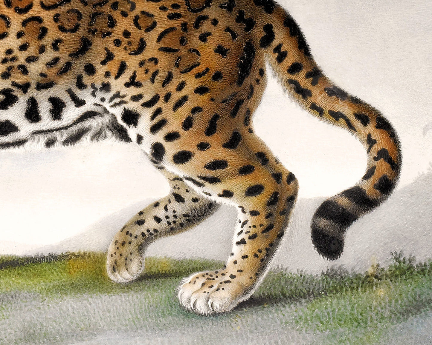 Great Panther, Quarter the Size | 1812