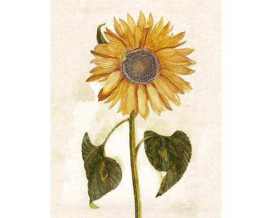 Sunflower | 1688