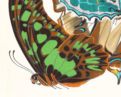 Butterflies | 1925