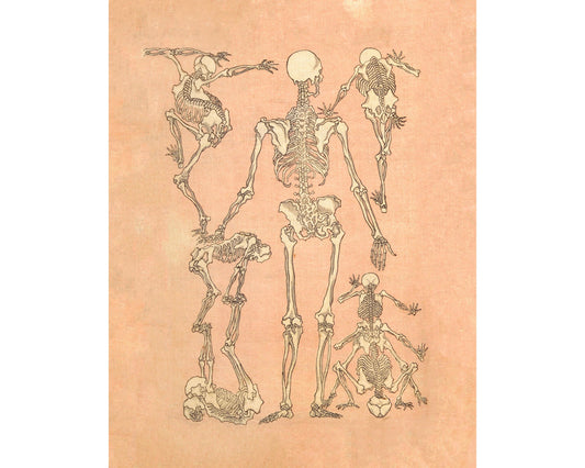 Back of Skeletons from a sketchbook | 19th Century