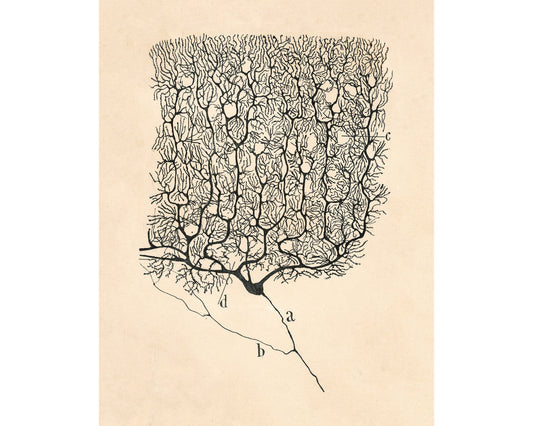 Purkinje Neuron of a Human Cerebellum | 1899