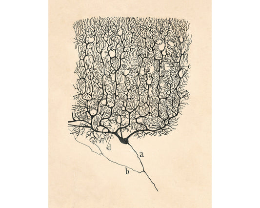 A Human Neuron | 1899