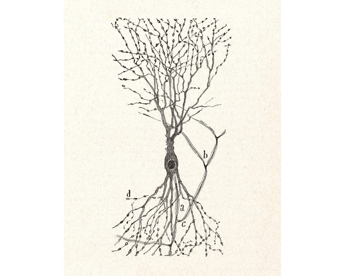 Cell of a Rabbit | 1913