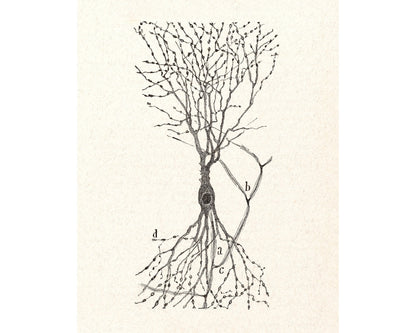 Cell of a Rabbit | 1913
