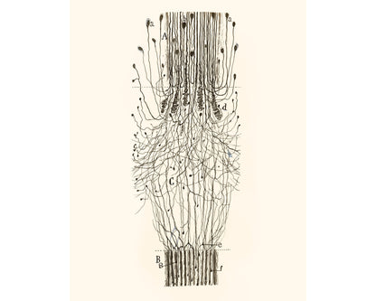 Cut Nerve Outside the Spinal Cord | 1913