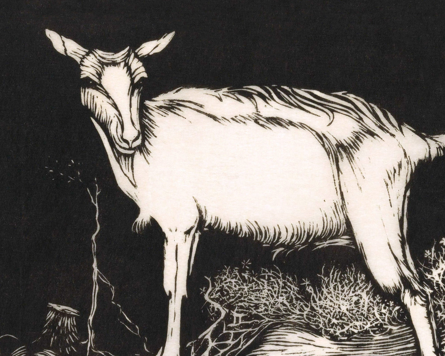 White Goat | 1915