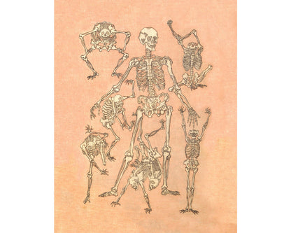 Front of skeletons from a sketchbook | 19th Century