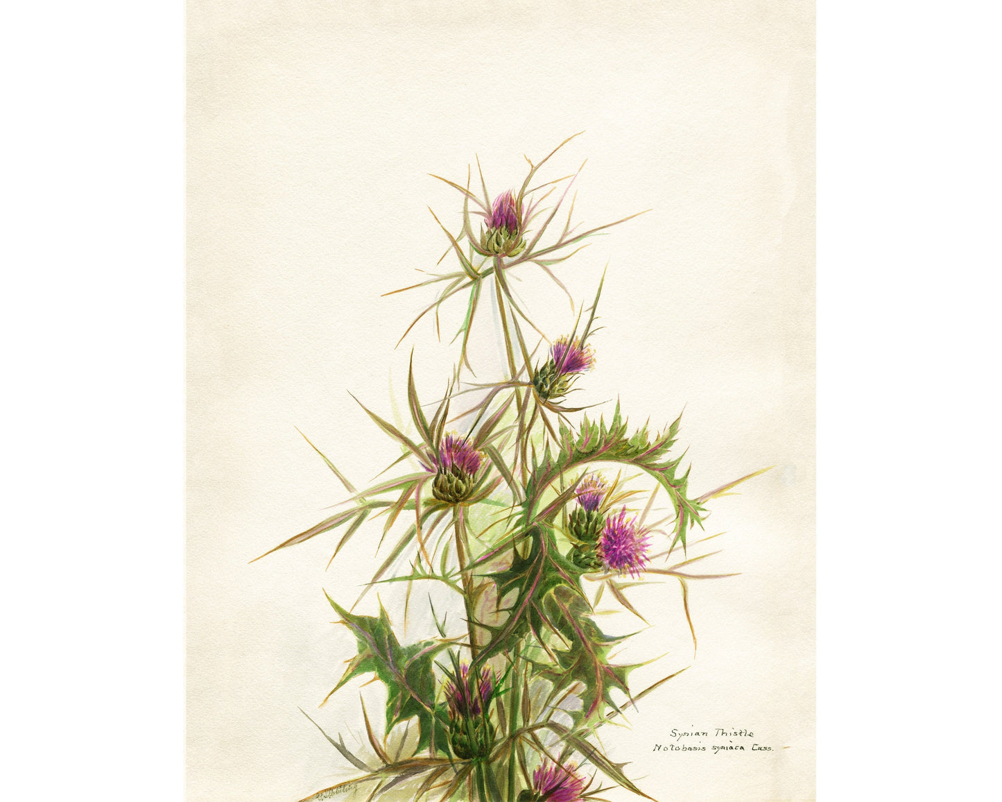 Syrian Thistle | 1931