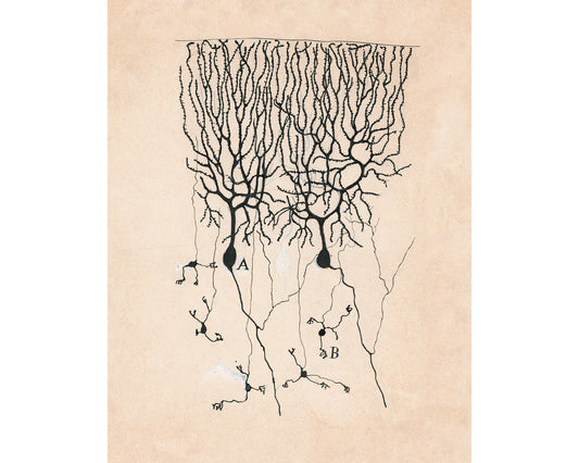 Purkinje Cells and Granule Cells from a Pigeon Cerebellum | 1899