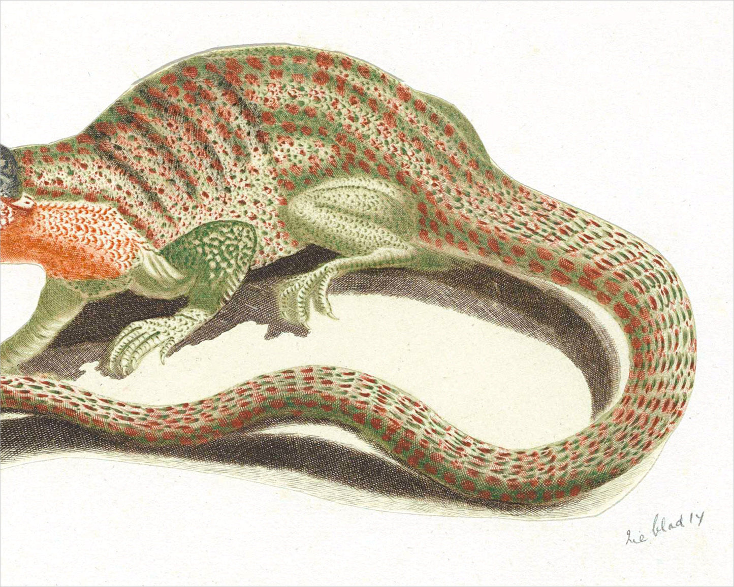 Lizard | 17th Century