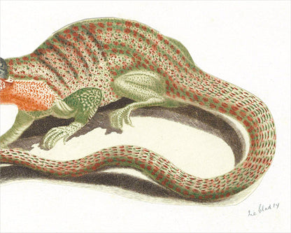 Lizard | 17th Century