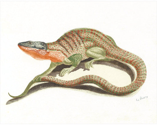 Lizard | 17th Century