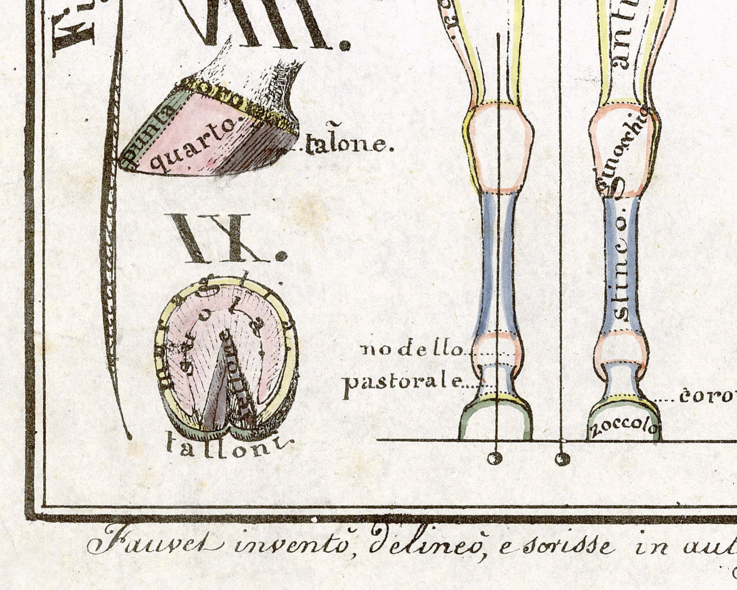 Hippographyometry: Partial division of the horse and direction of its limbs | 1832