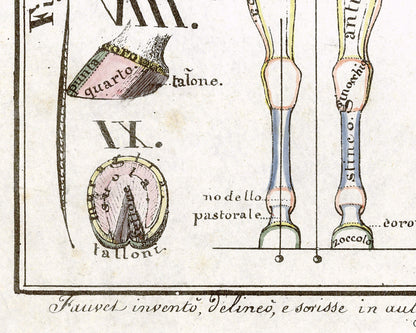 Hippographyometry: Partial division of the horse and direction of its limbs | 1832
