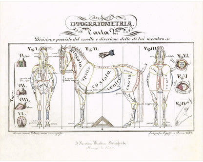 Hippographyometry: Partial division of the horse and direction of its limbs | 1832