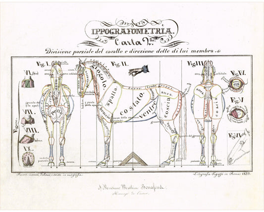 Hippographyometry: Partial division of the horse and direction of its limbs | 1832