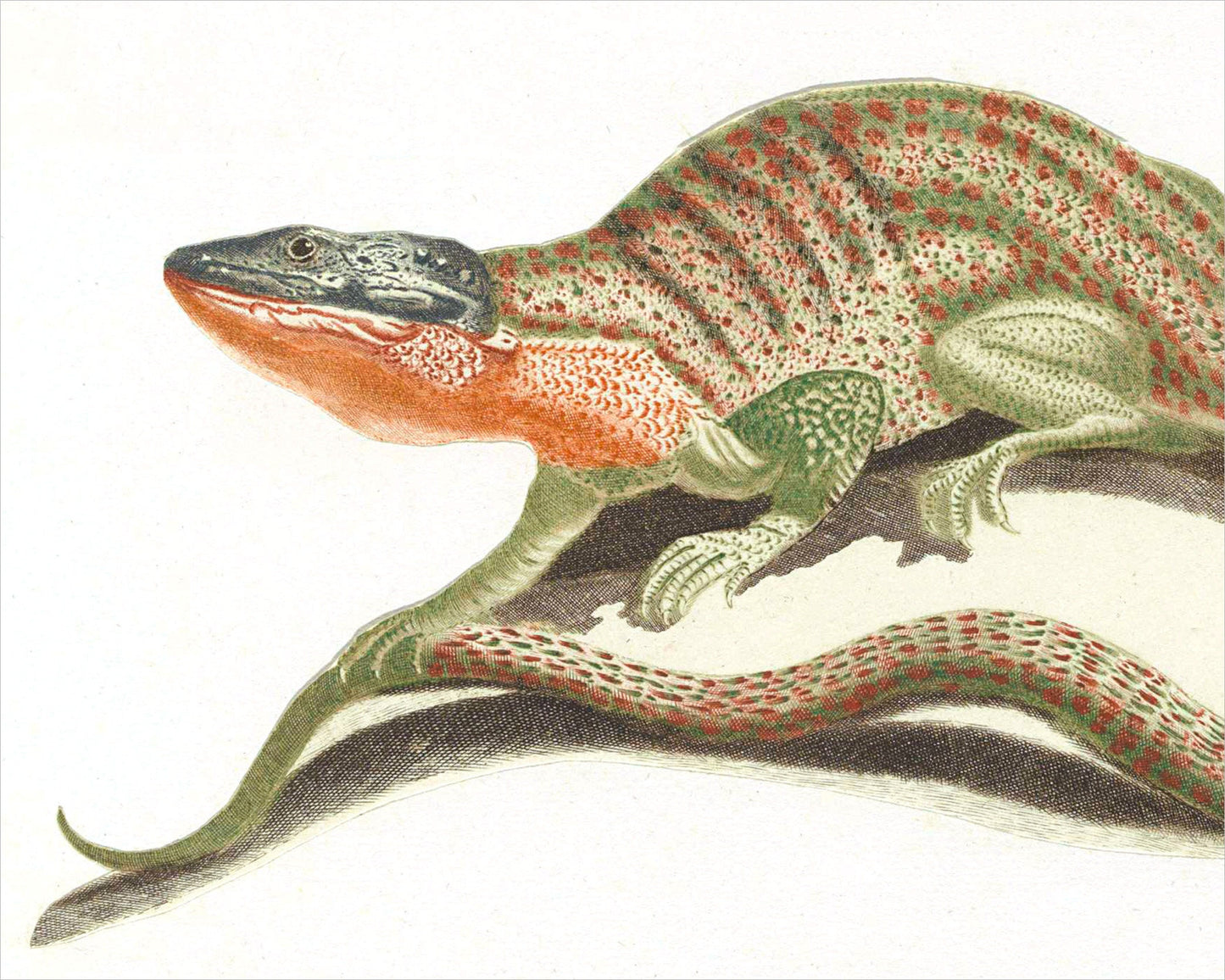 Lizard | 17th Century