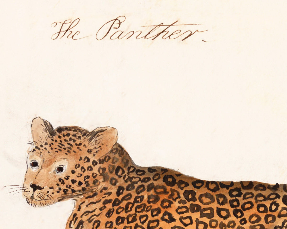 The Panther | 1810