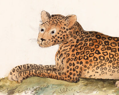 The Panther | 1810