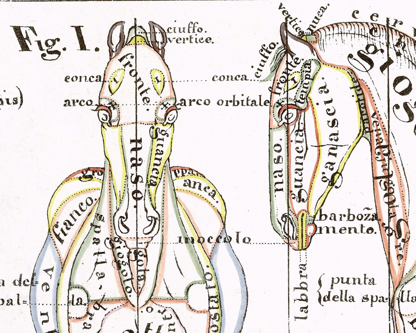 Hippographyometry: Partial division of the horse and direction of its limbs | 1832